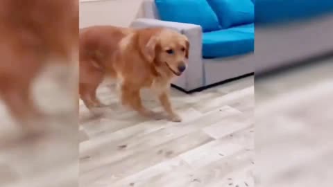 Two golden retriever brothers partnered to drive the owner out, it was so funny