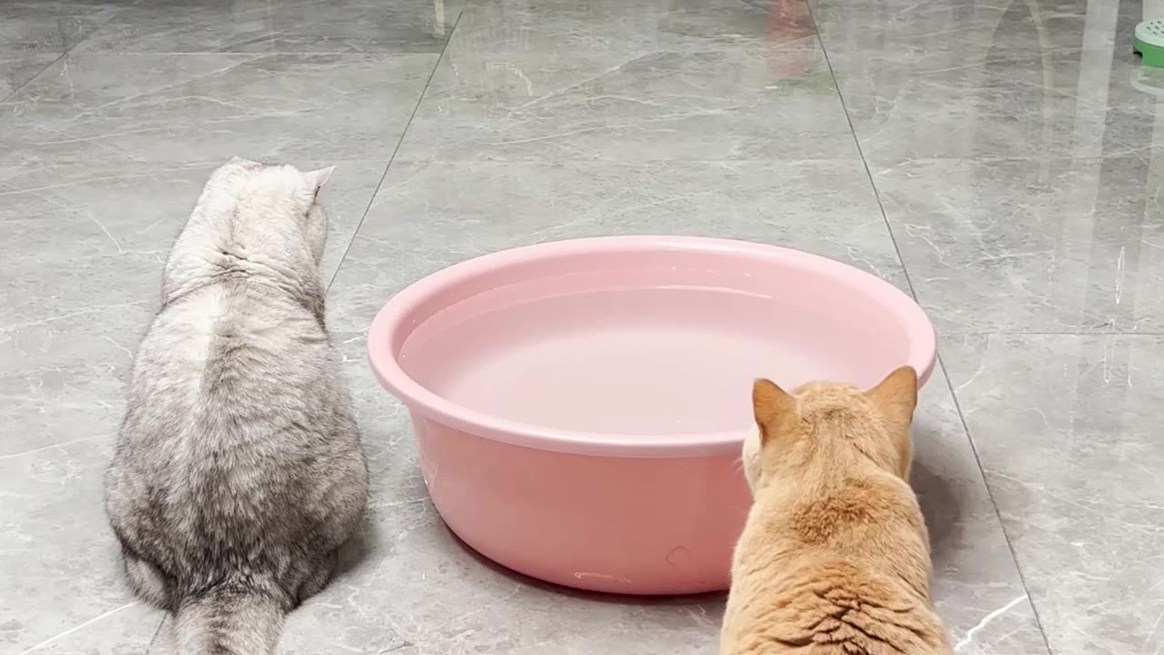 feeling sad for brown cat / must watch till end