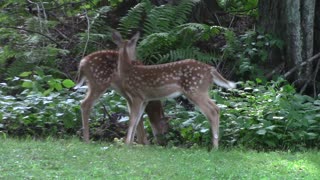 Two Baby Deer