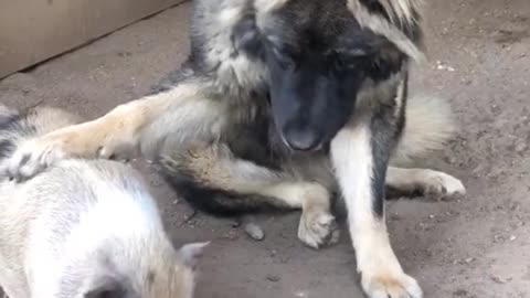 dog and pig cannot share food 😅
