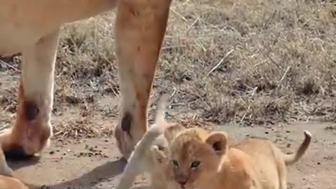 Newborn Baby Lions