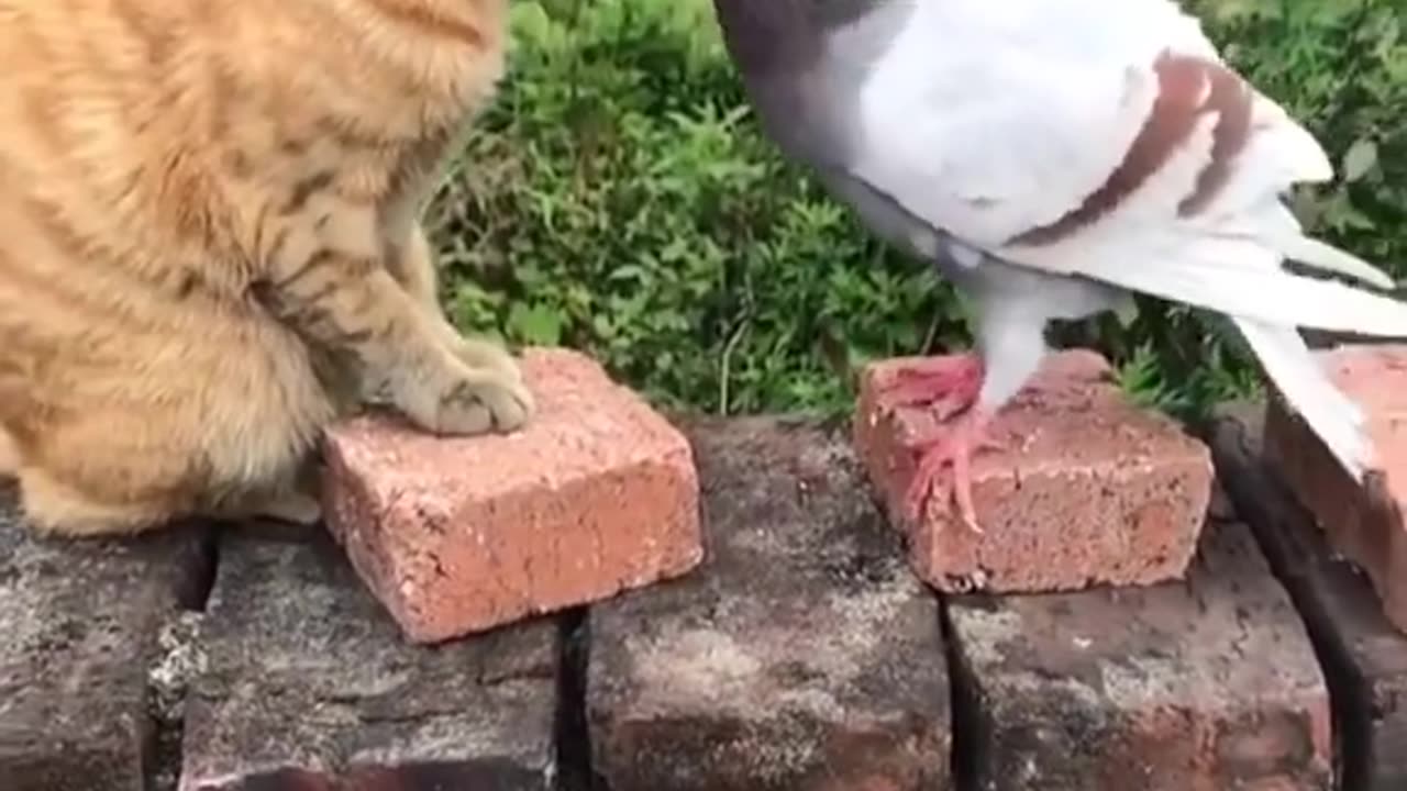 Cat and dove