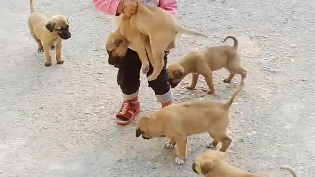 Cute baby play with cute dogs