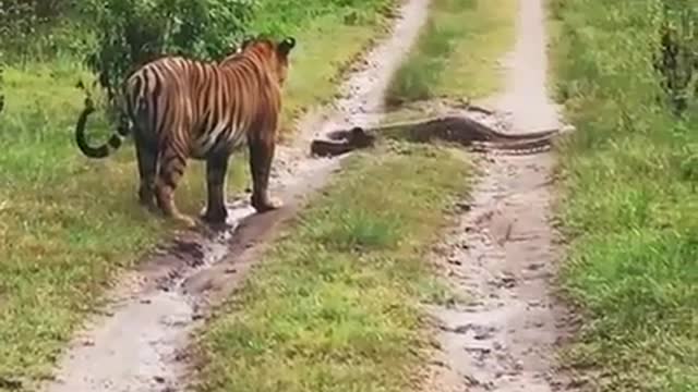 Tiger Attacked Python In Jim Corbett National Park