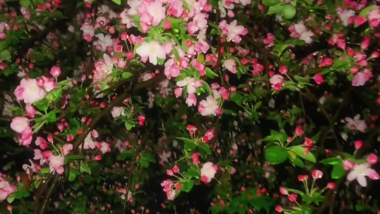 Begonias in the rain are really beautiful