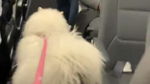 Pets are so cute 😍😍