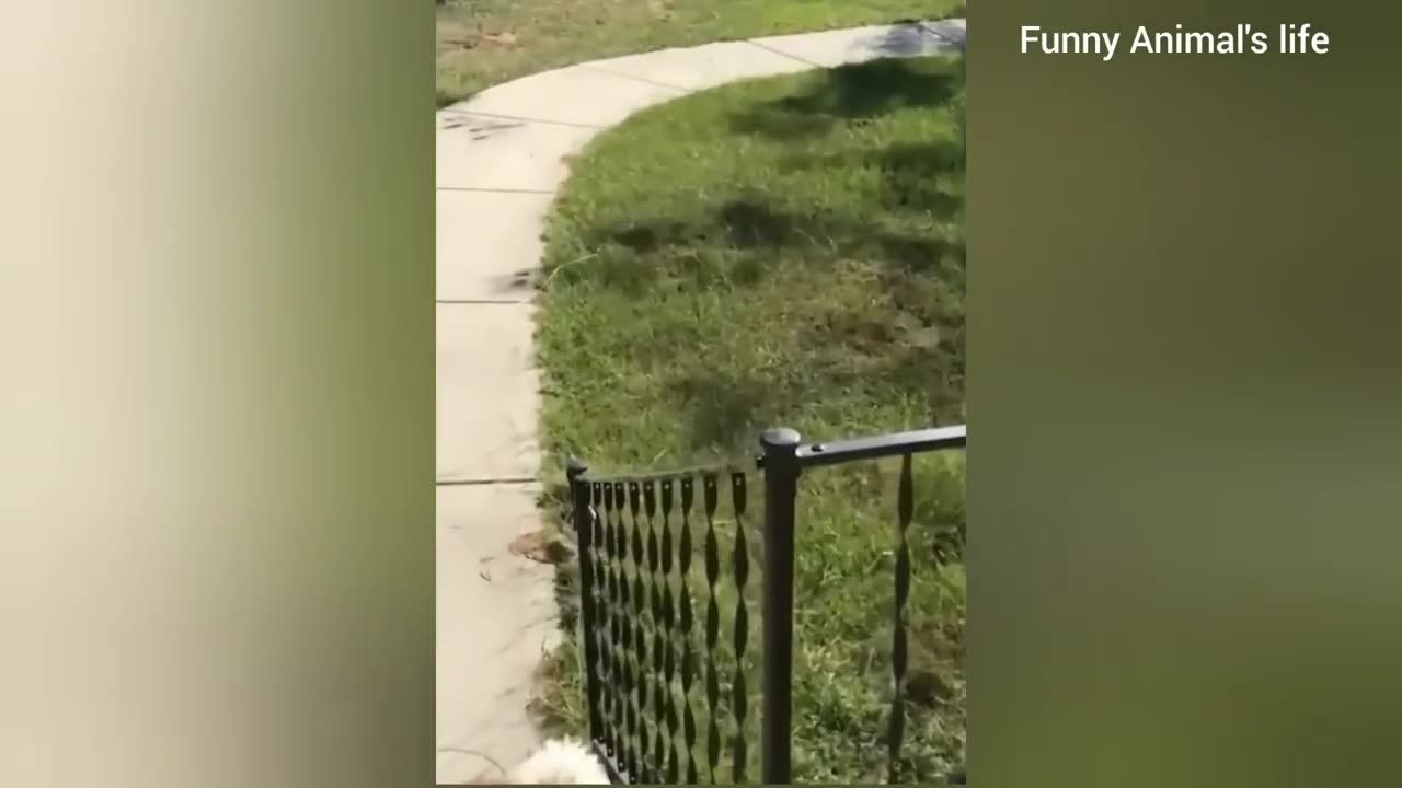 Funny Animal Videos