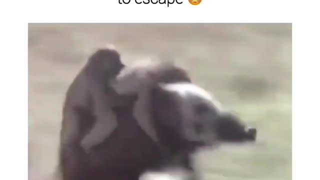Mongkey and hog use team work so funny