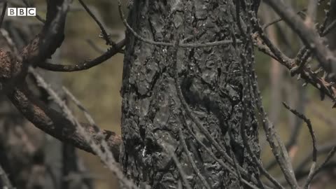 Spain wildfires force thousands out of their homes – BBC News