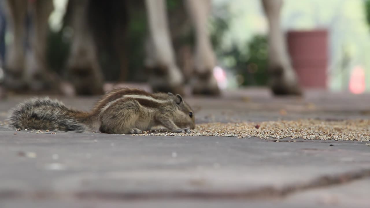 Cute Animal squirrel 🐿️ 🥰 amazing 🤩 video 📸