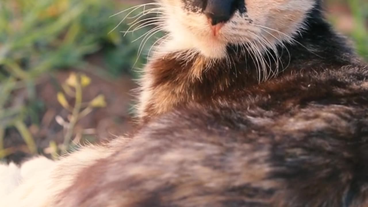 Cat video s