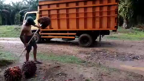 Oil palm loading workers