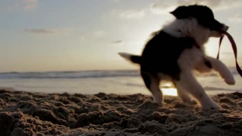 dog on beach