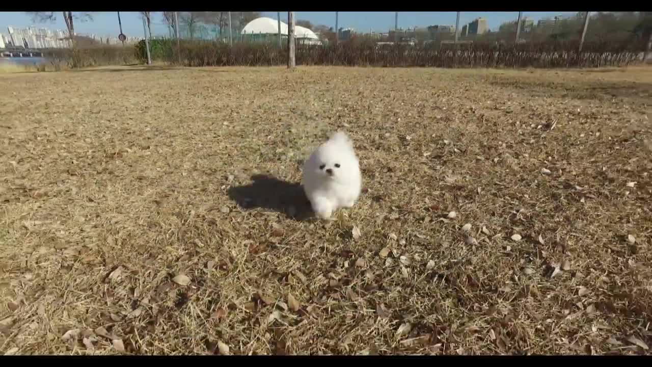 Micro Teacup Poodle at Itsy Puppy