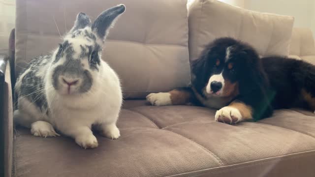 Bernese Mountain Dog Puppy Meets Giant Rabbit!