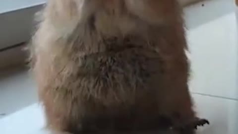 Gotta eat fast!!! 🥕 ig posetyu