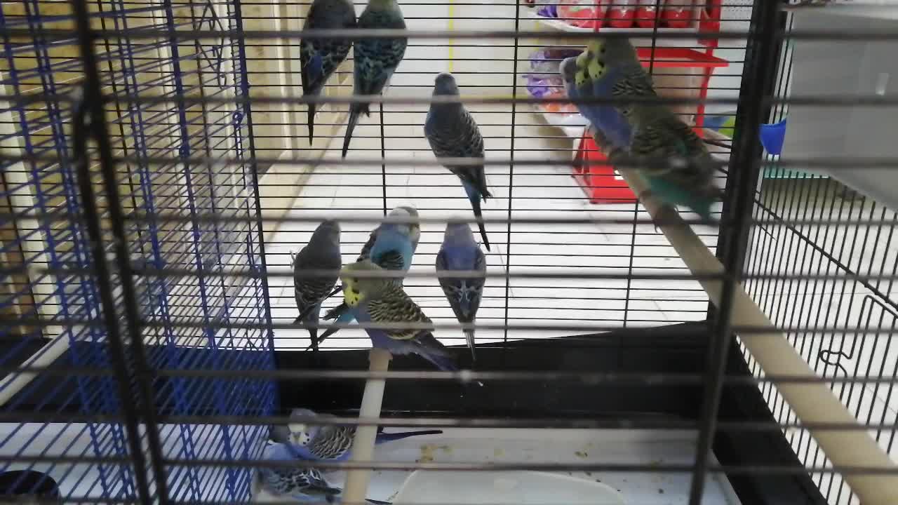 There are a lot of parrots in a cage.