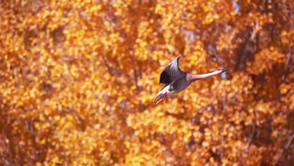 Maple leaf red geese is to fly south