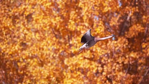 Maple leaf red geese is to fly south