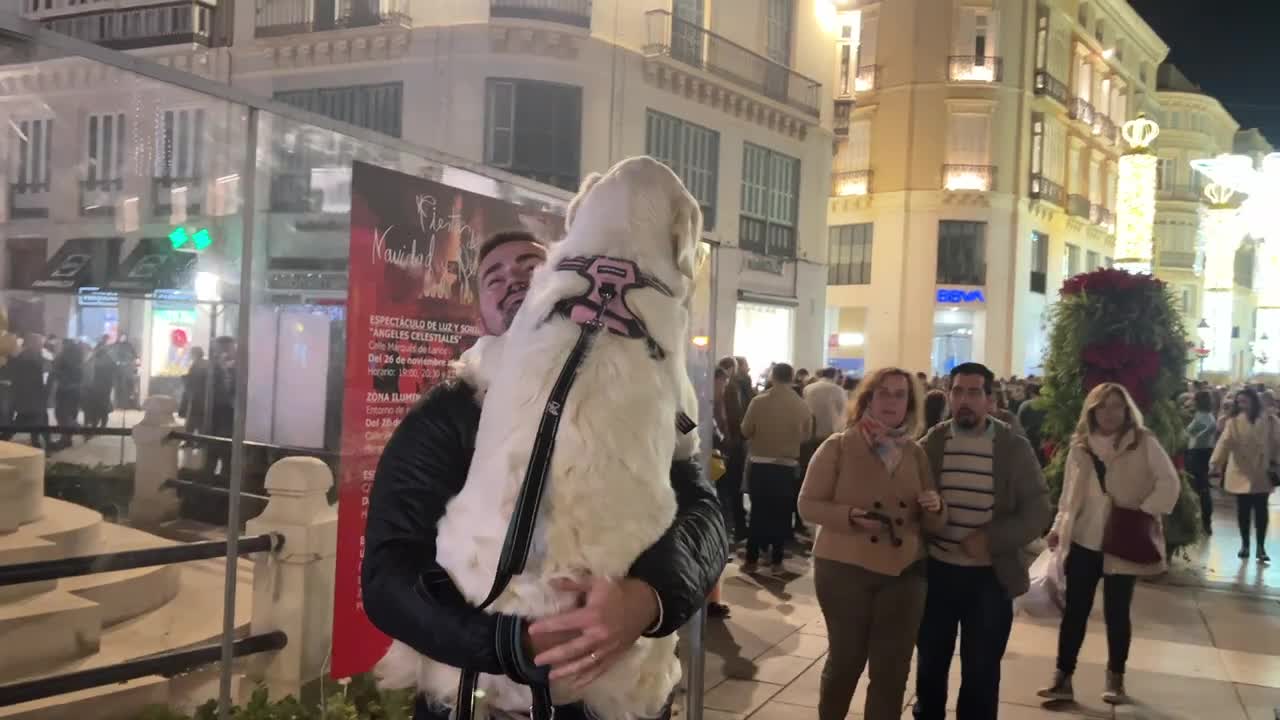 Carrying My Golden Retriever Puppy Outside with Christmas Lights