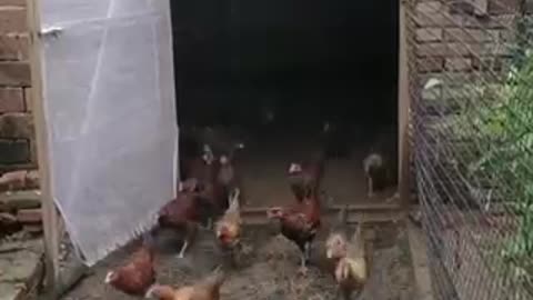 Chickens and ducks