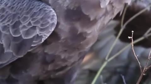 eagle eating a snake