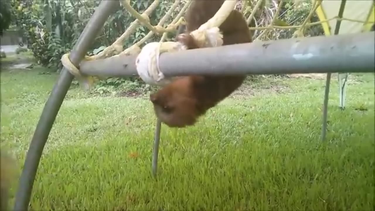 Baby Sloths Being Sloths