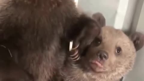 why bear cubs are born blind ?