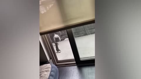 OMG funy Dogs video / 2022 funny dog and cat video #funny #funnydogvideos #funnycatvideos