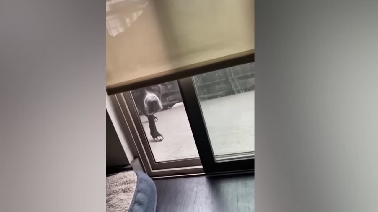 OMG funy Dogs video / 2022 funny dog and cat video #funny #funnydogvideos #funnycatvideos