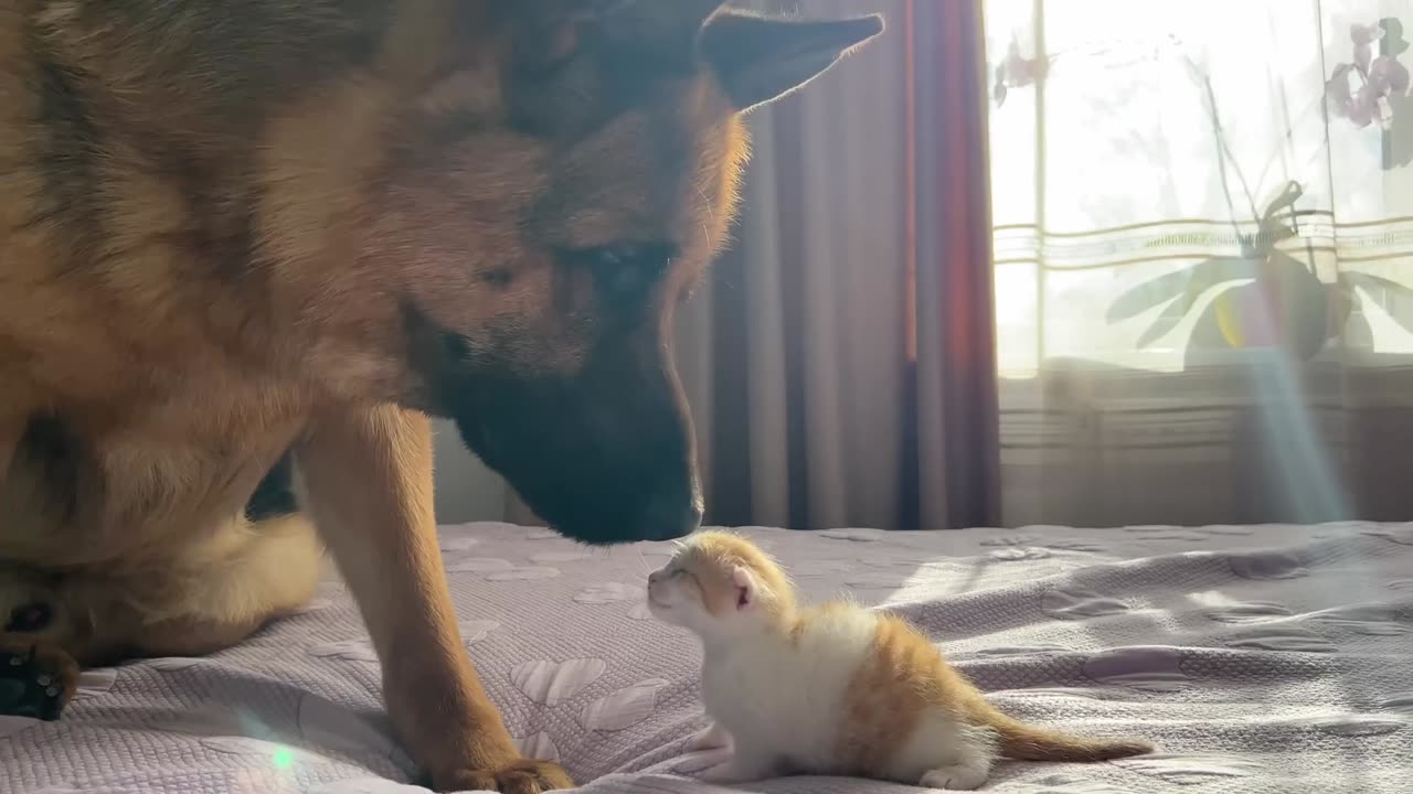 German shepherd playing with new born baby cate