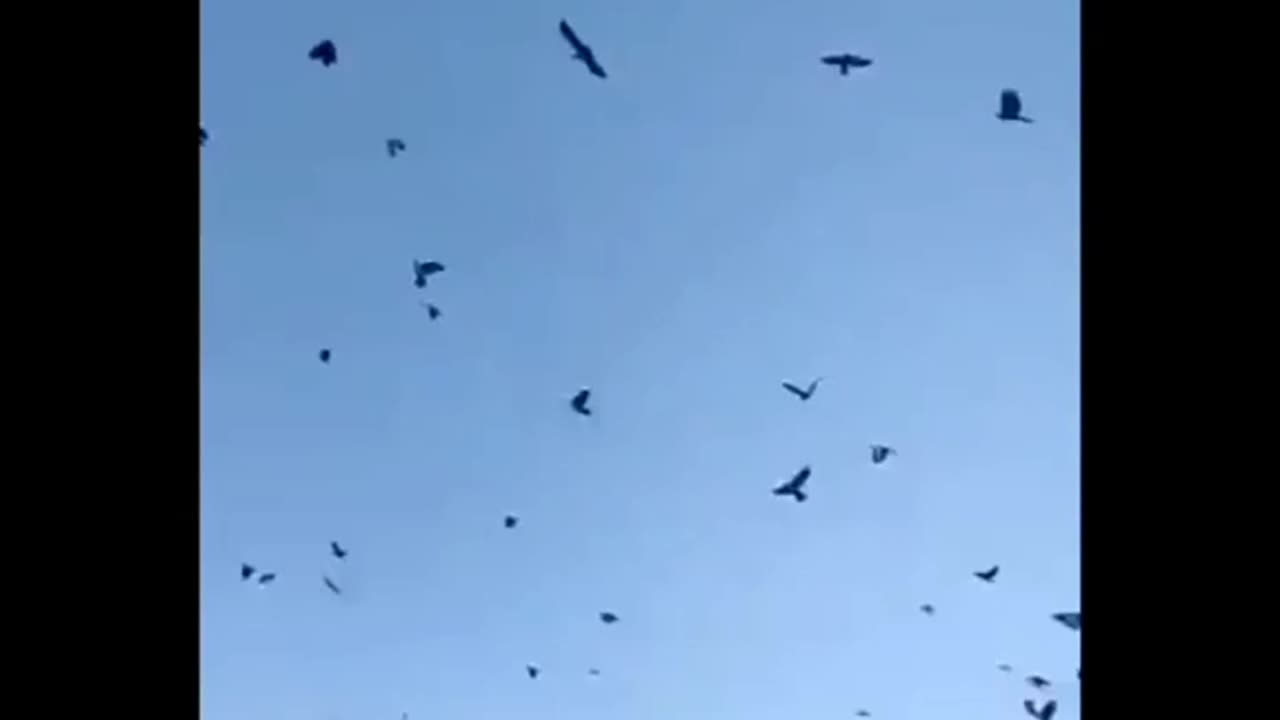 How to SUMMON CROWS!