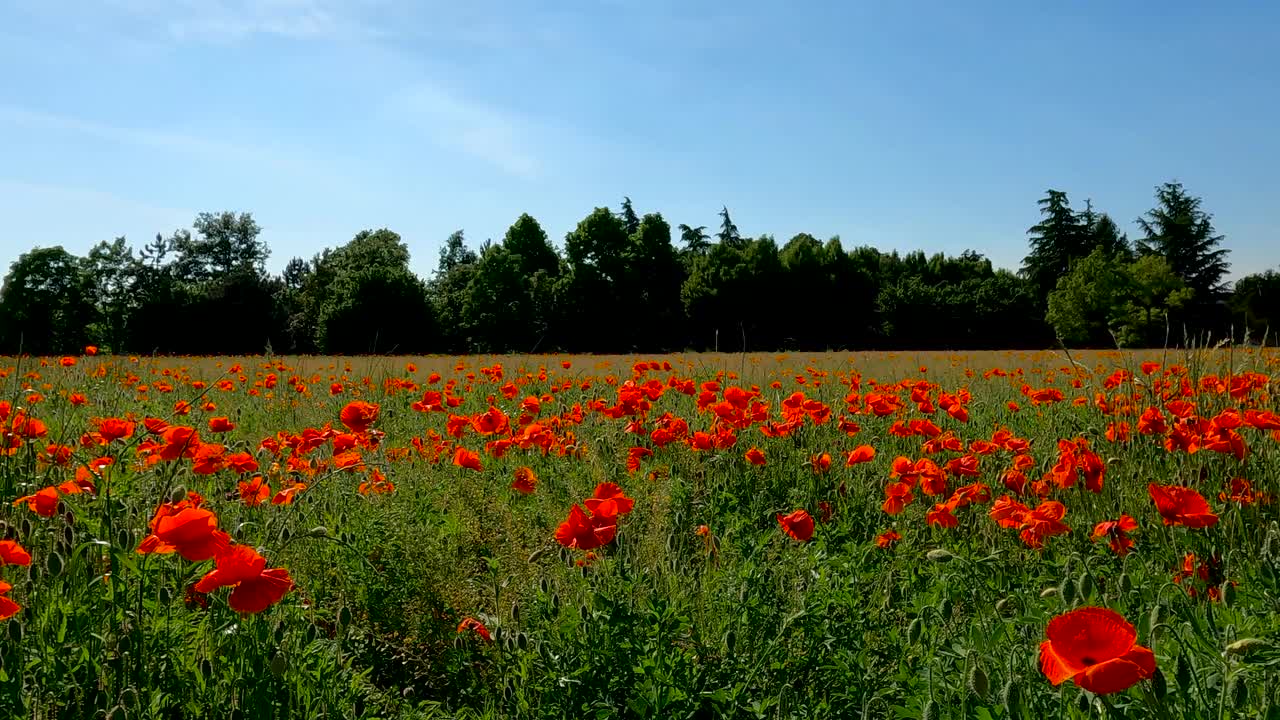BEAUTIFUL FLOWER