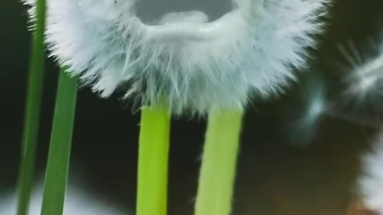 Dandlions Get Thanos Snapeppd
