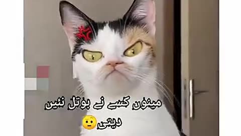 Funny cat