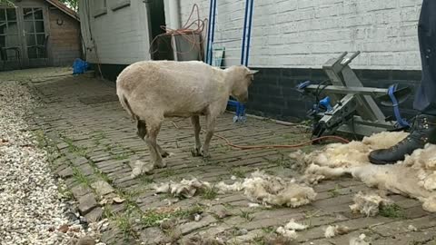 The shedding process of sheep