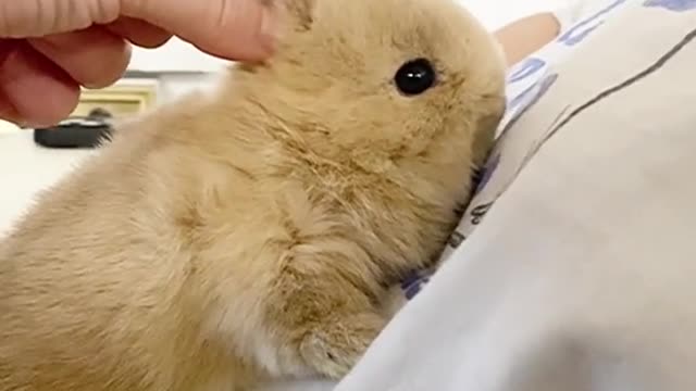 Come and have a look, this is a group of cute little animals