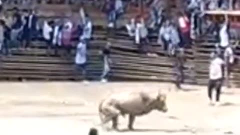 Bull Fight | Stadium Fell Down | Columbia #shorts #bulls #sports