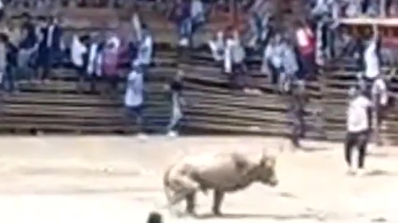 Bull Fight | Stadium Fell Down | Columbia #shorts #bulls #sports