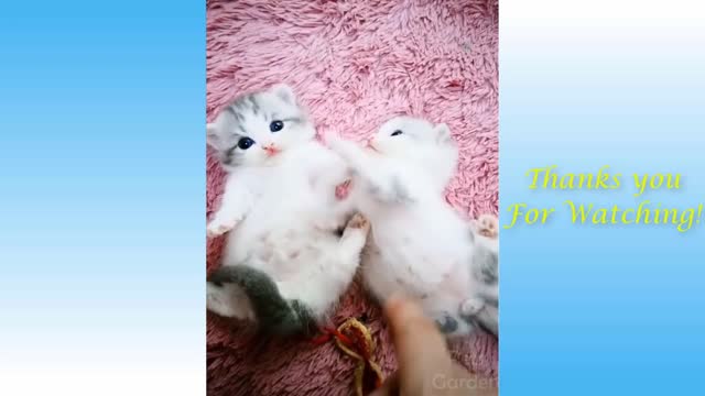 Cute Pets Compilation - Pets Garden🤣🤣🤣