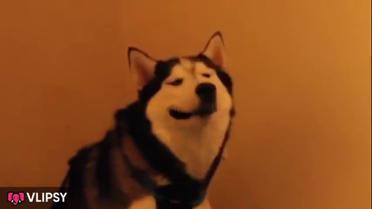 Sneezy Husky