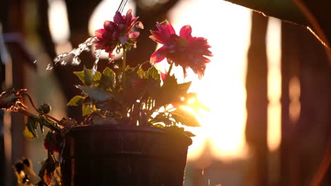 flower, water and sun