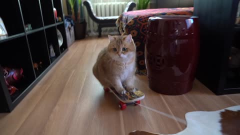 Skateboard