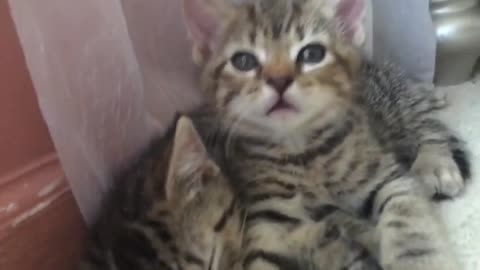 Friendly pets moments