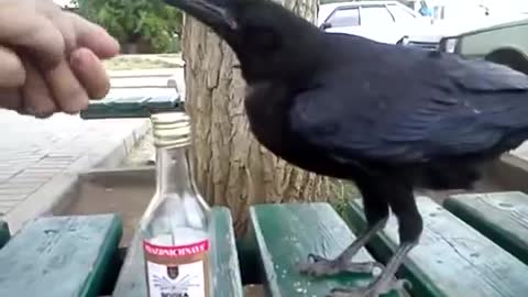 Raven drinks vodka( Ворон пьет водку.)