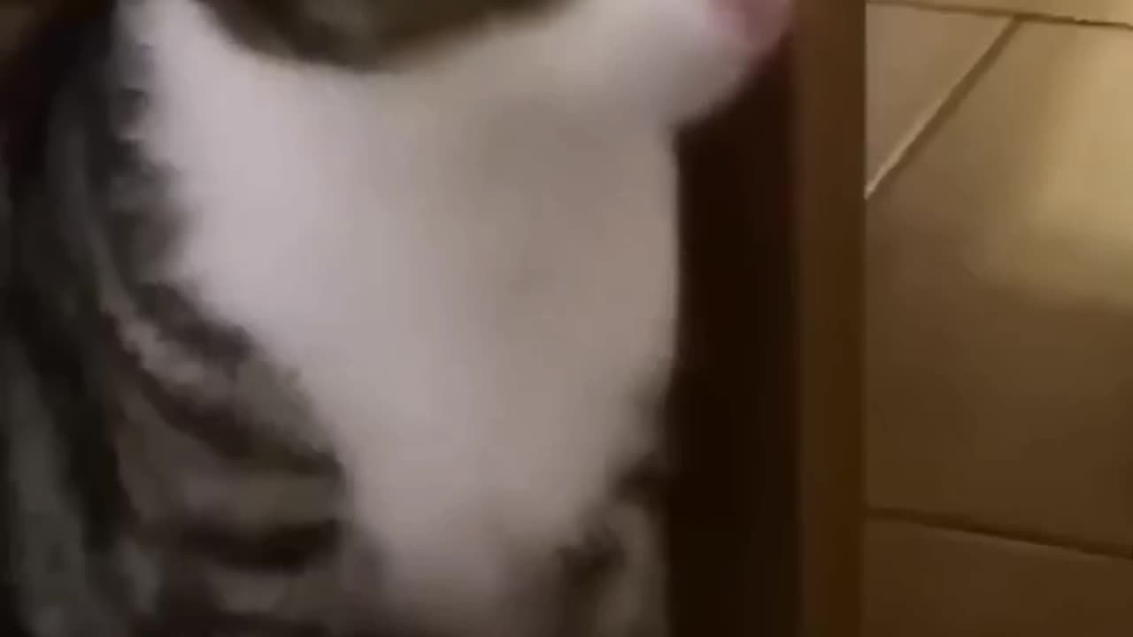 Funny Pet Video