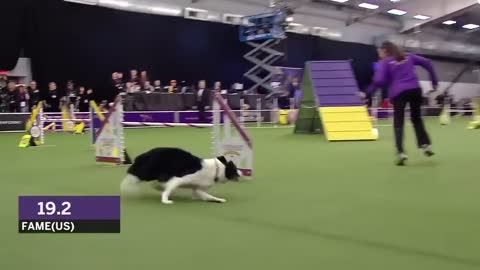 fast and slow Dog