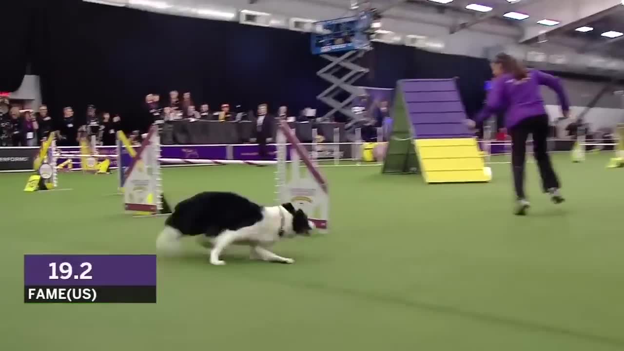 fast and slow Dog