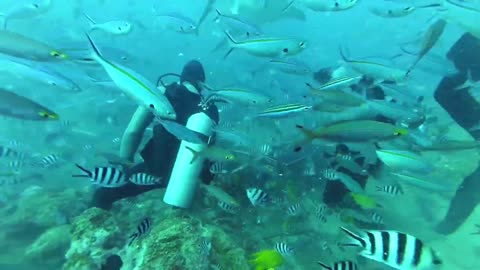 5m Tiger Shark Almost Bit Diver's Head off in Fiji as Tourists Hide Behind Corals