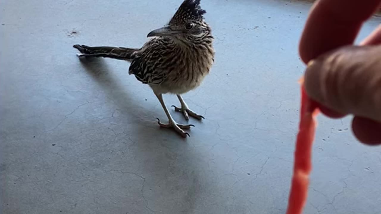 Ruby the woodpecker visits uncle Mark in Joshua Tree